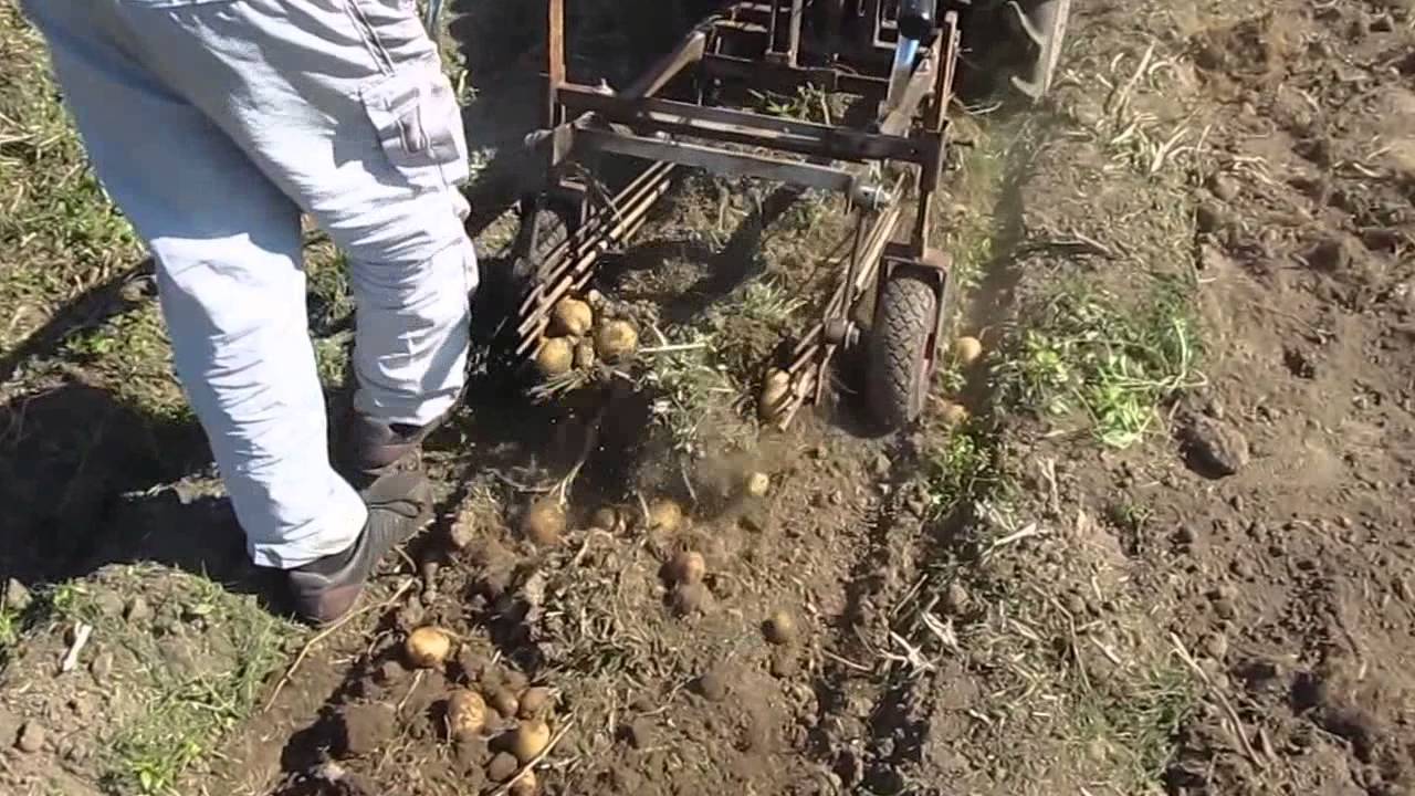 Посадка картофеля при помощи мотоблока: использование окучника и картофелесажалки, нарезка борозд обработка