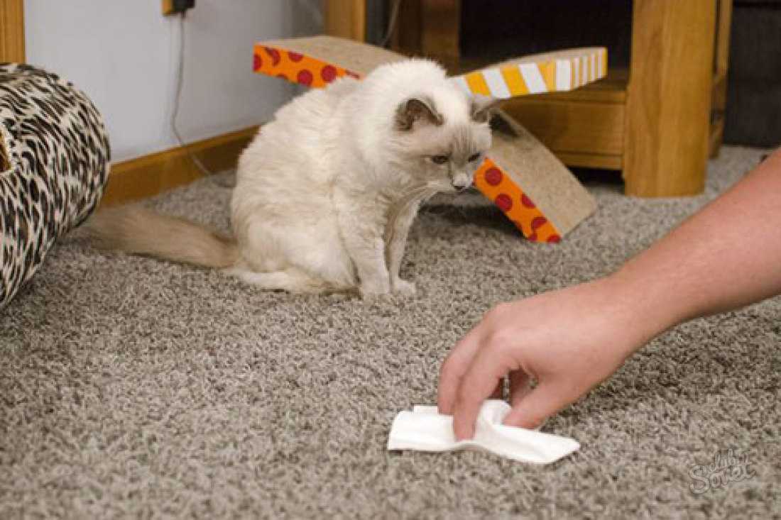 Как избавиться от запаха кошачьей мочи на ковре | smartkilim