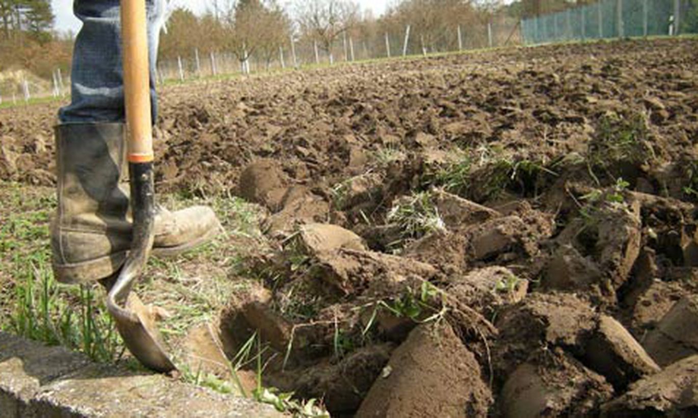 Почему я не копаю свой огород, или как мне удалось отказаться от лопаты. личный опыт органического земледелия, фото — ботаничка