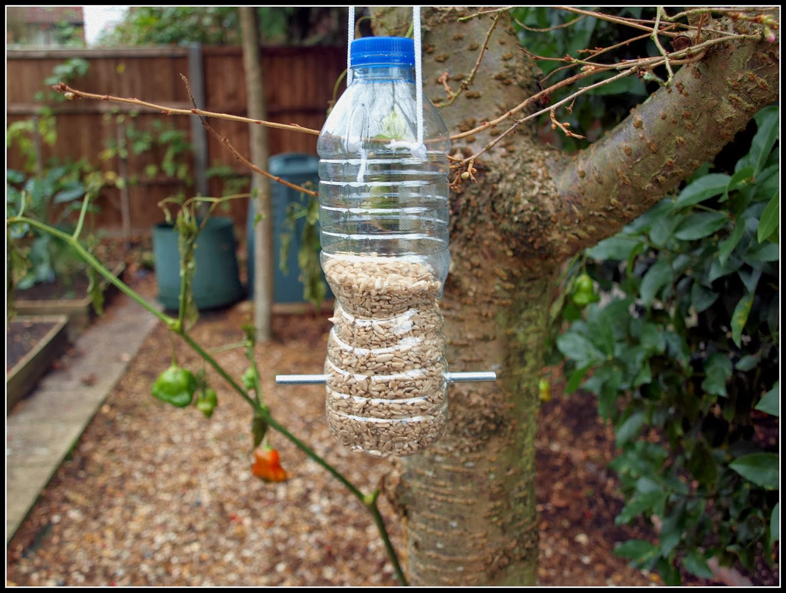 Кормушка для птиц своими руками: идеи из пластиковых бутлок с  фото