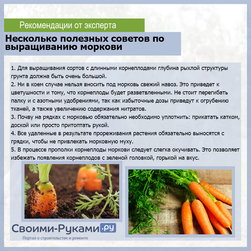 Майский посев морковки: стоит ли?