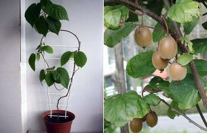 6 комнатных растений, которые можно вырастить из косточки. фото — ботаничка