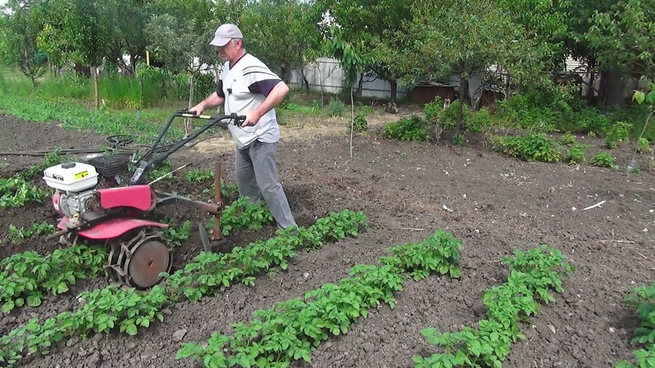 Как пахать мотокультиватором (культиватором): работать, правильно пользоваться, завести после зимы, окучивать картошку, ручным, культивировать землю, выбрать, копать