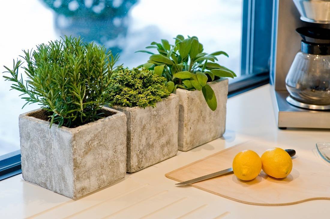 Огород на подоконнике: что полезного и вкусного можно вырастить у себя дома