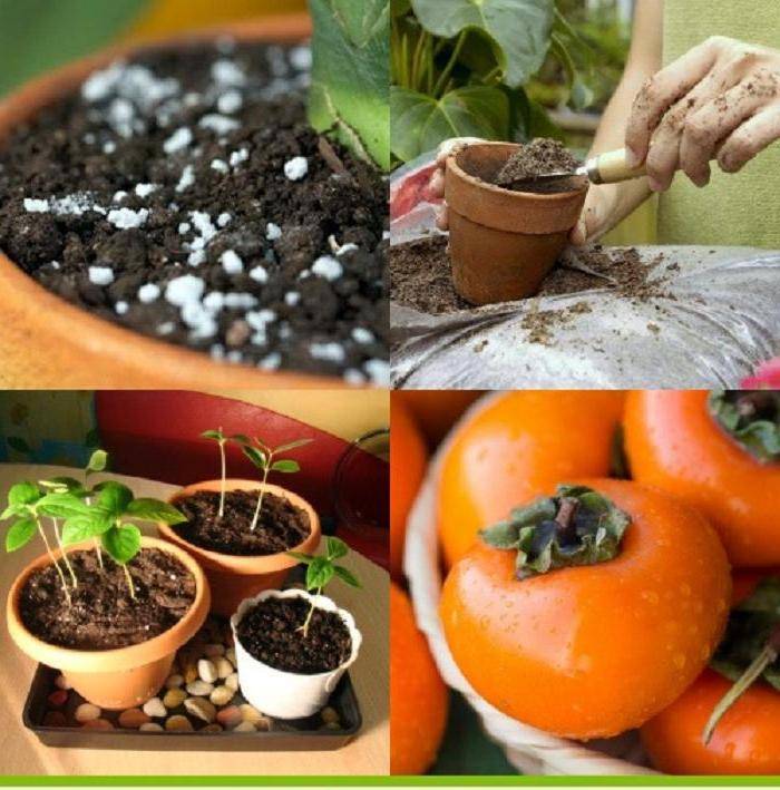 Какие фрукты можно вырастить дома из косточки: 6 самых простых вариантов | огород на подоконнике | дзен