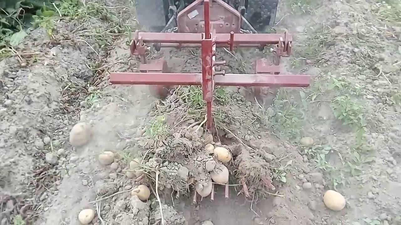 Выкапывание картофеля мотоблоком