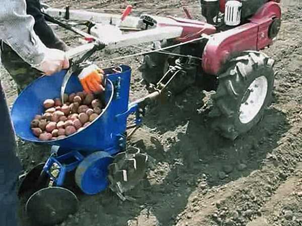 Как правильно произвести посадку картофеля мотоблоком?