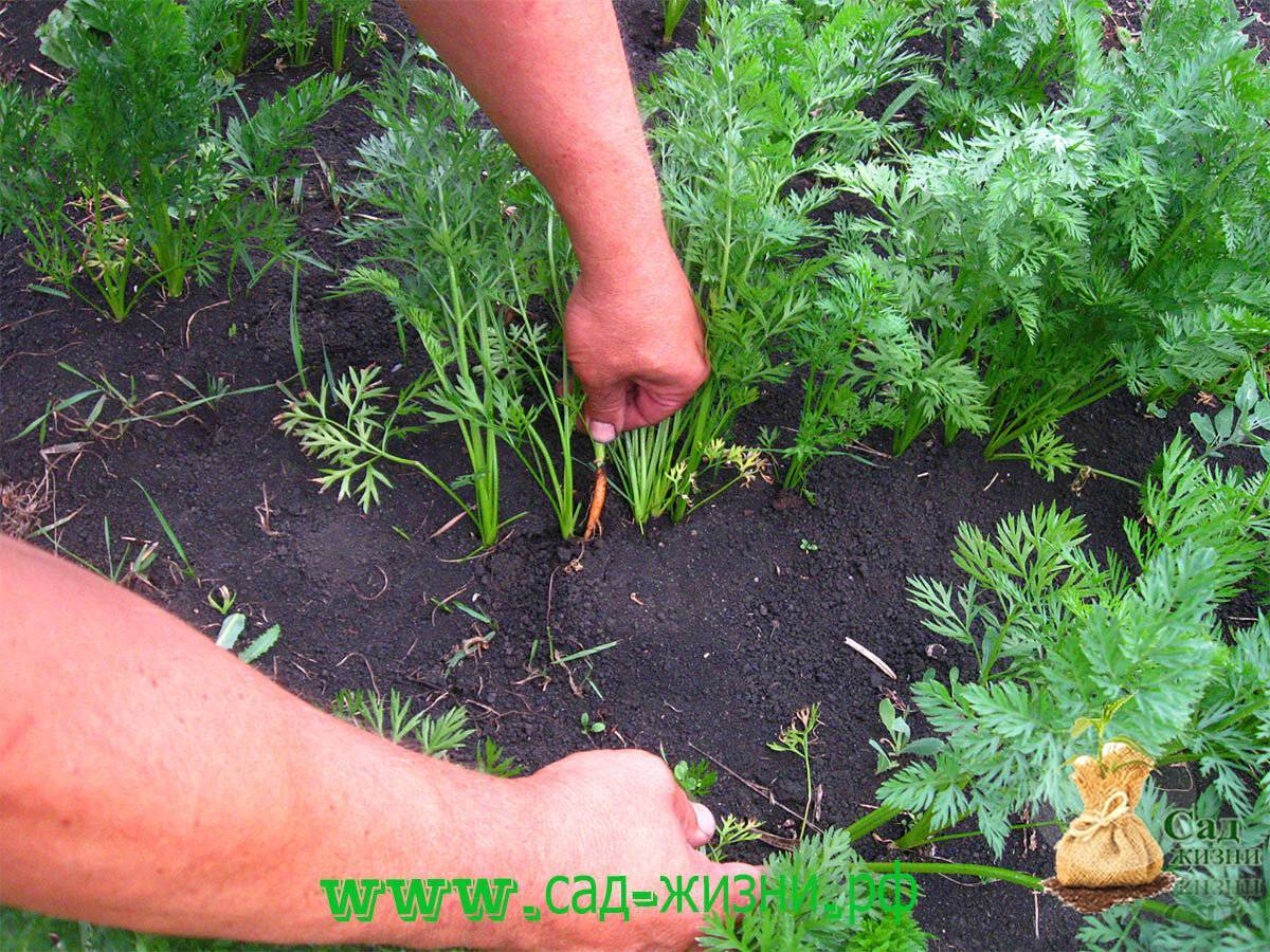 Способы посадки моркови весной в открытый грунт без прореживания