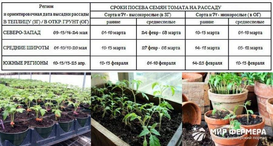 10 правил успешного выращивания рассады томатов в квартире. освещение, температура, полив. фото — ботаничка