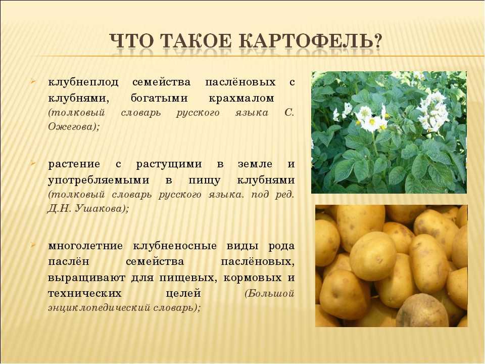 Лучшее удобрение для картофеля при посадке в лунку на 2022 год
