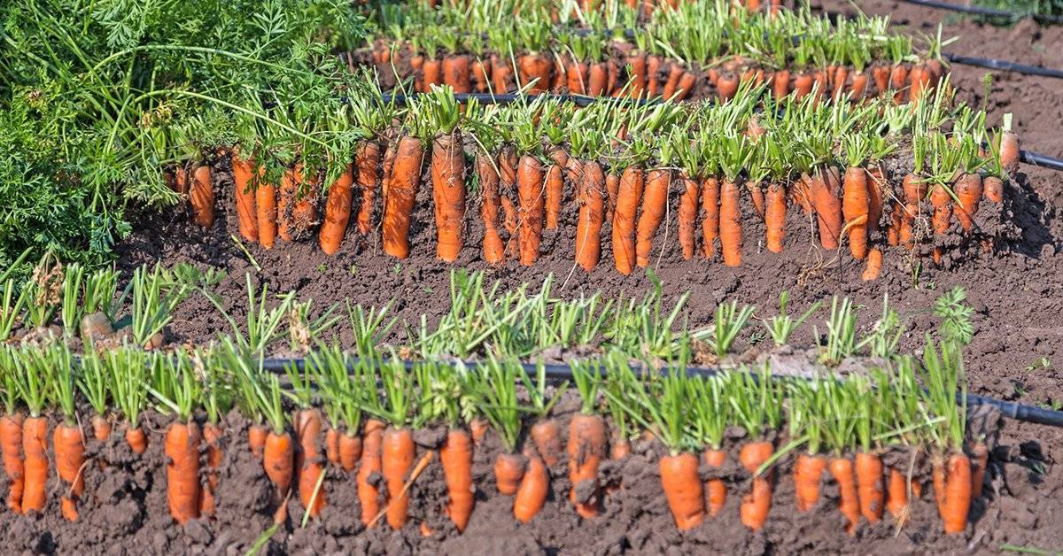 Как правильно сеять морковь, чтобы она быстро взошла