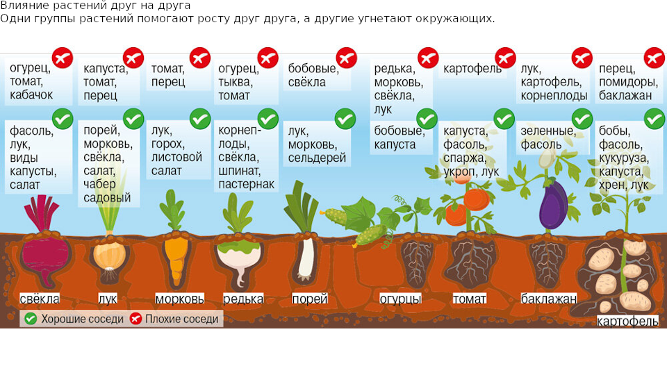 Выращивание моркови: раскрываем все секреты посадки и ухода за культурой