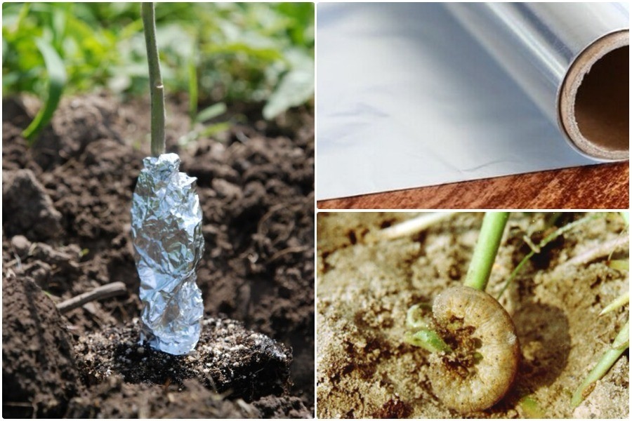 Что положить в лунку при посадке картофеля: какие удобрения и средства для защиты от вредителей