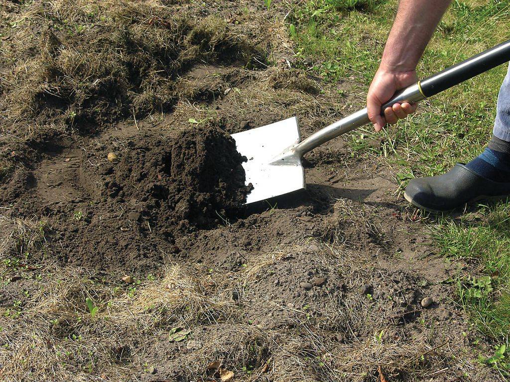 Ошибки дачников или почему не надо копать огород | дача | аиф карелия
