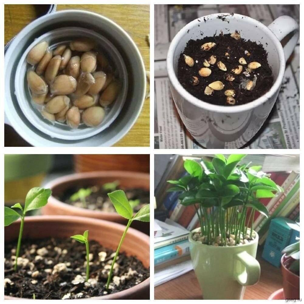 22 растения, которые можно вырастить из косточки на подоконнике и в саду - советы для тебя