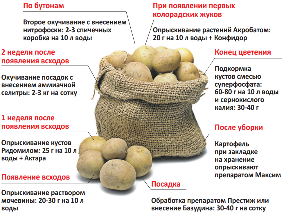 Чем заменить золу при посадке картофеля? 2023 - ооо "сибирский агросоюз"