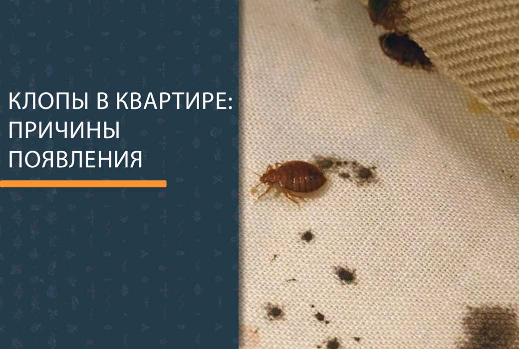 Чего боятся постельные клопы – среда обитания, как бороться с вредителями? | rvdku.ru