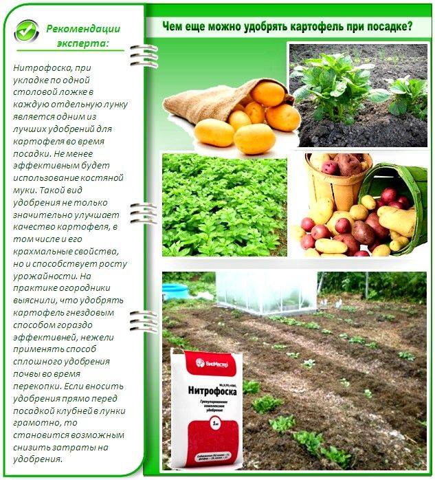 Для чего нужна фольга при посадке картофеля? 2023 - ооо "сибирский агросоюз"