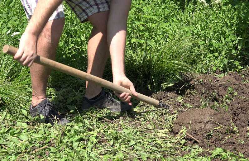 Чем заменить лопату на огороде? 7 полезных инструментов. фото — ботаничка