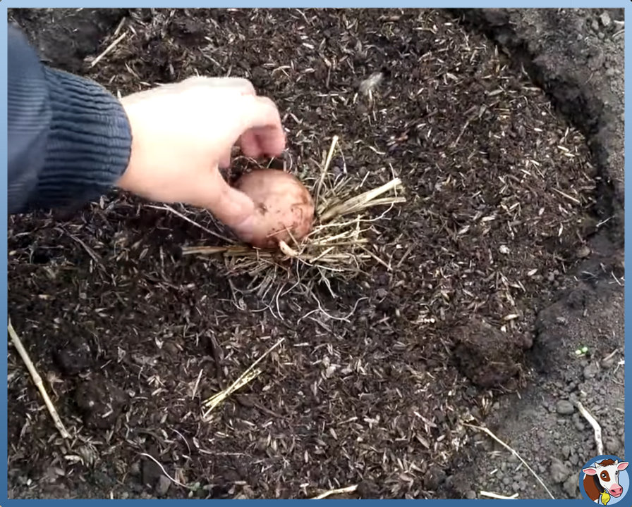 Удобрение картофеля от а до я: чем и как удобрять картошку, правила и сроки подкормок - почва.нет