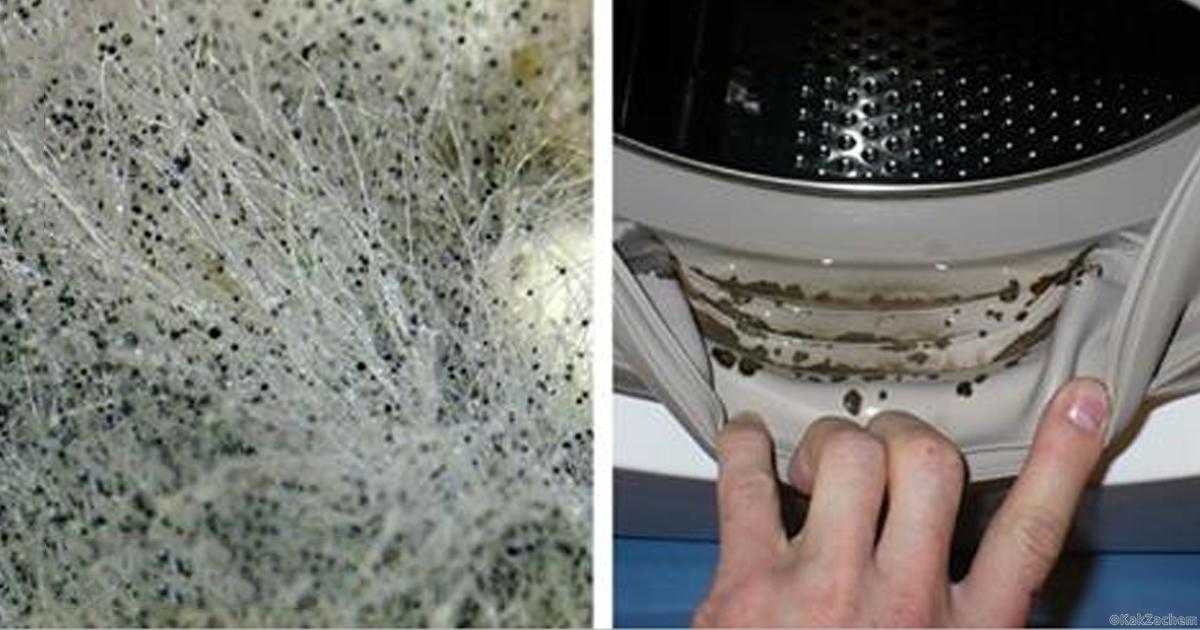 Плесень в стиральной машине: как избавиться, как почистить, как удалить грибок