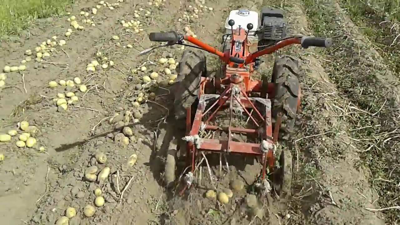 Копка картофеля мотоблоком: как убрать и осуществить сбор урожая мотокультиватором, особенности выкапывания