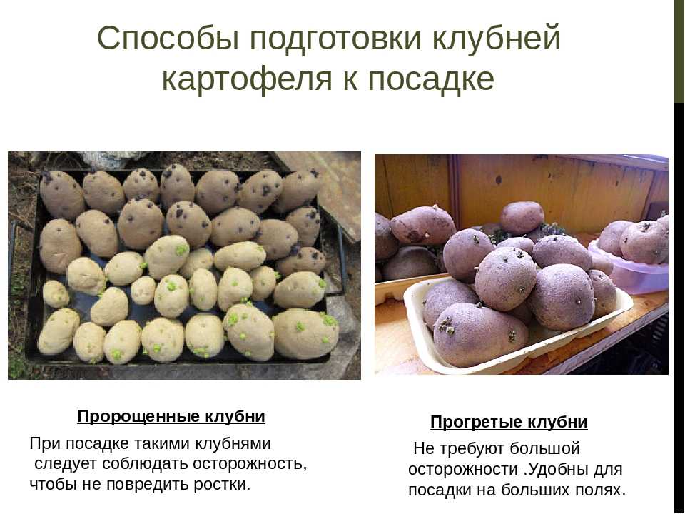 Зола в лунку при посадке картофеля весной: нужна ли, можно ли добавлять и сколько? | садоёж