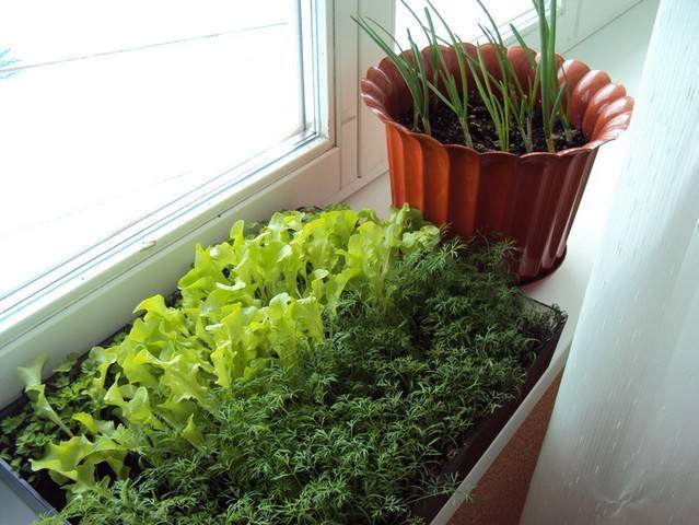 Огород на подоконнике зимой для начинающих: как организовать, что можно выращивать, особенности и правила ухода за домашним огородом