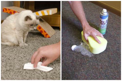 Как вывести запах кошачьей мочи с ковра, как избавиться, убрать, чем вывести, чистка ковров