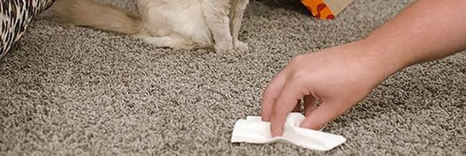 Как избавиться от неприятного запаха кошачьей мочи в квартире, если кошка написала на диван, ковер или в обувь?