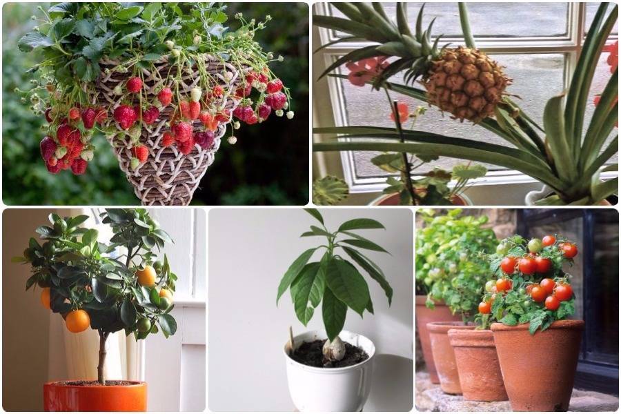 Плодовые комнатные растения: выращиваем дома