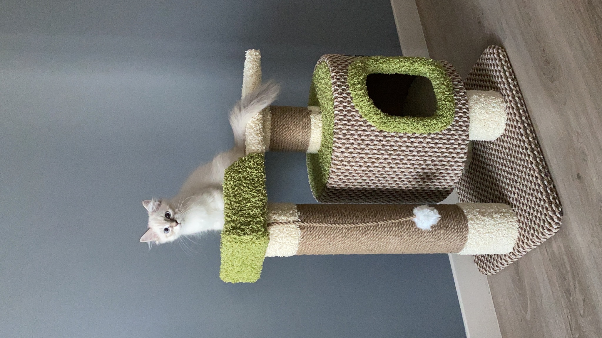 Как обшить домик для кошки ковролином? инструкция