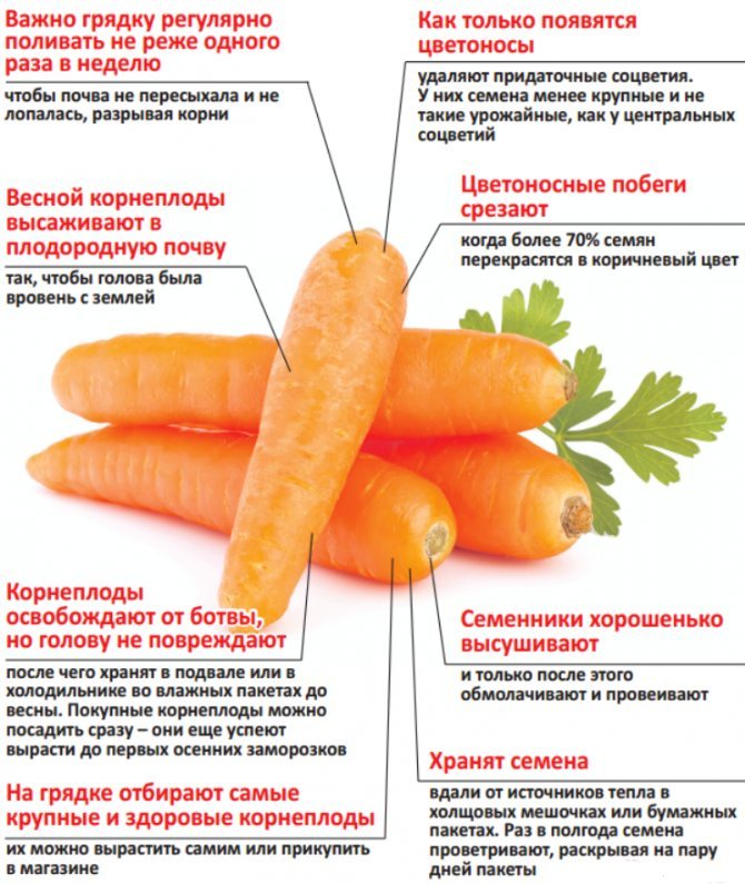 Когда сеять морковь в открытый грунт в 2023 году: сроки, благоприятные дни